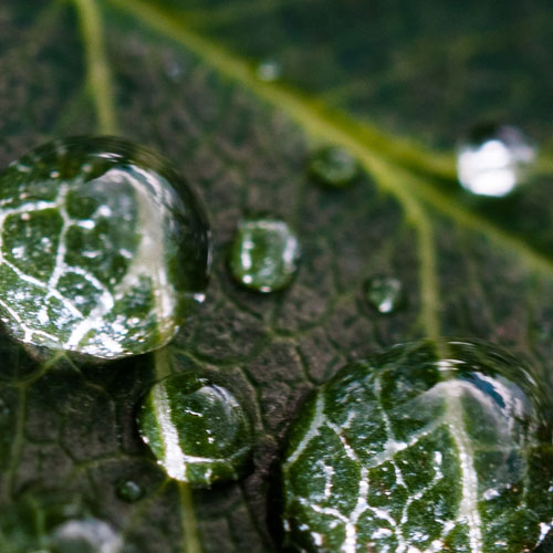 dew-on-leaf